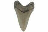 Serrated, Fossil Megalodon Tooth - North Carolina #219356-1